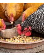 Pet Food | Fipal